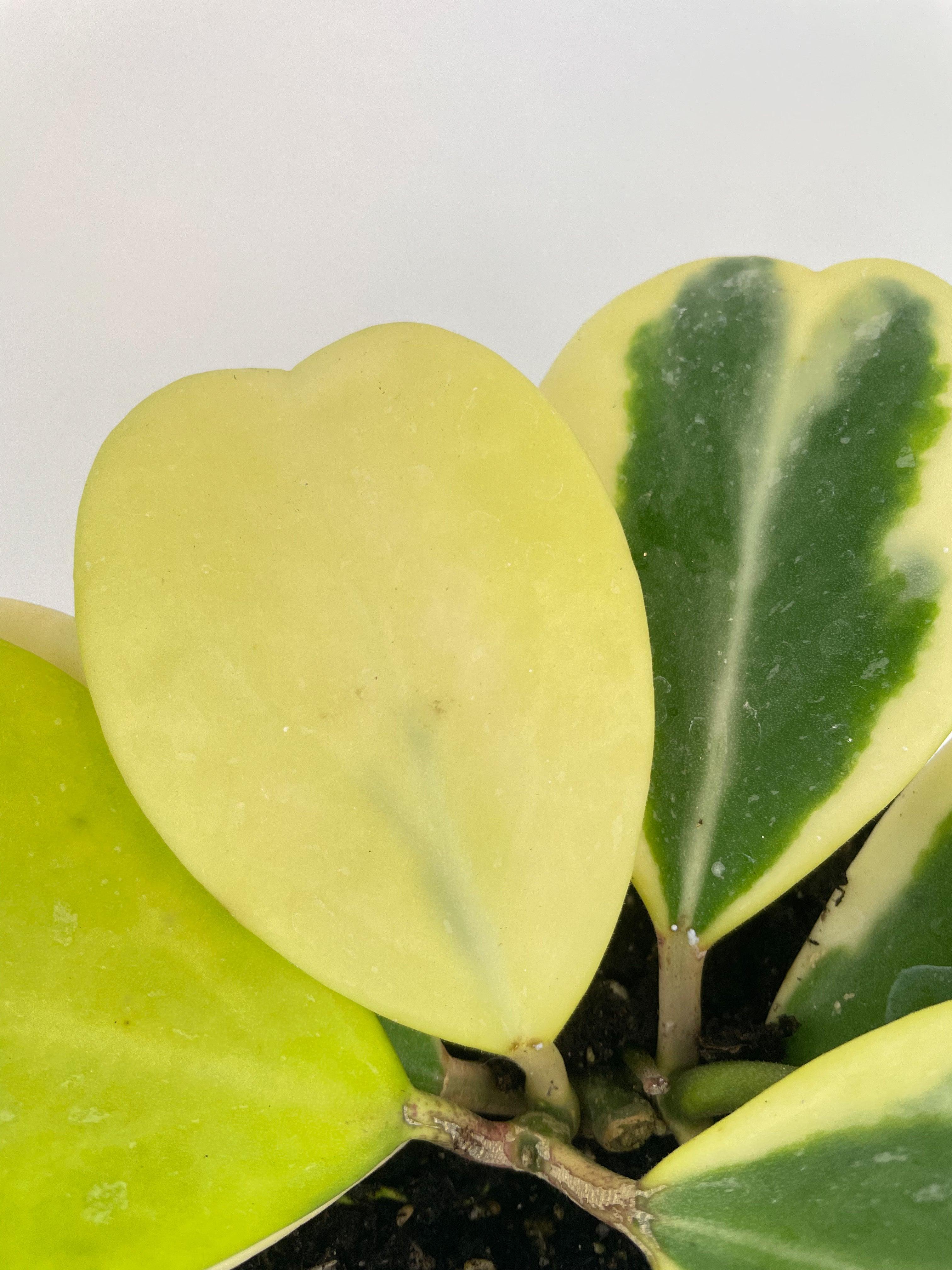 Variegated Sweetheart Hoya Kerrii Albo - Bumble Plants