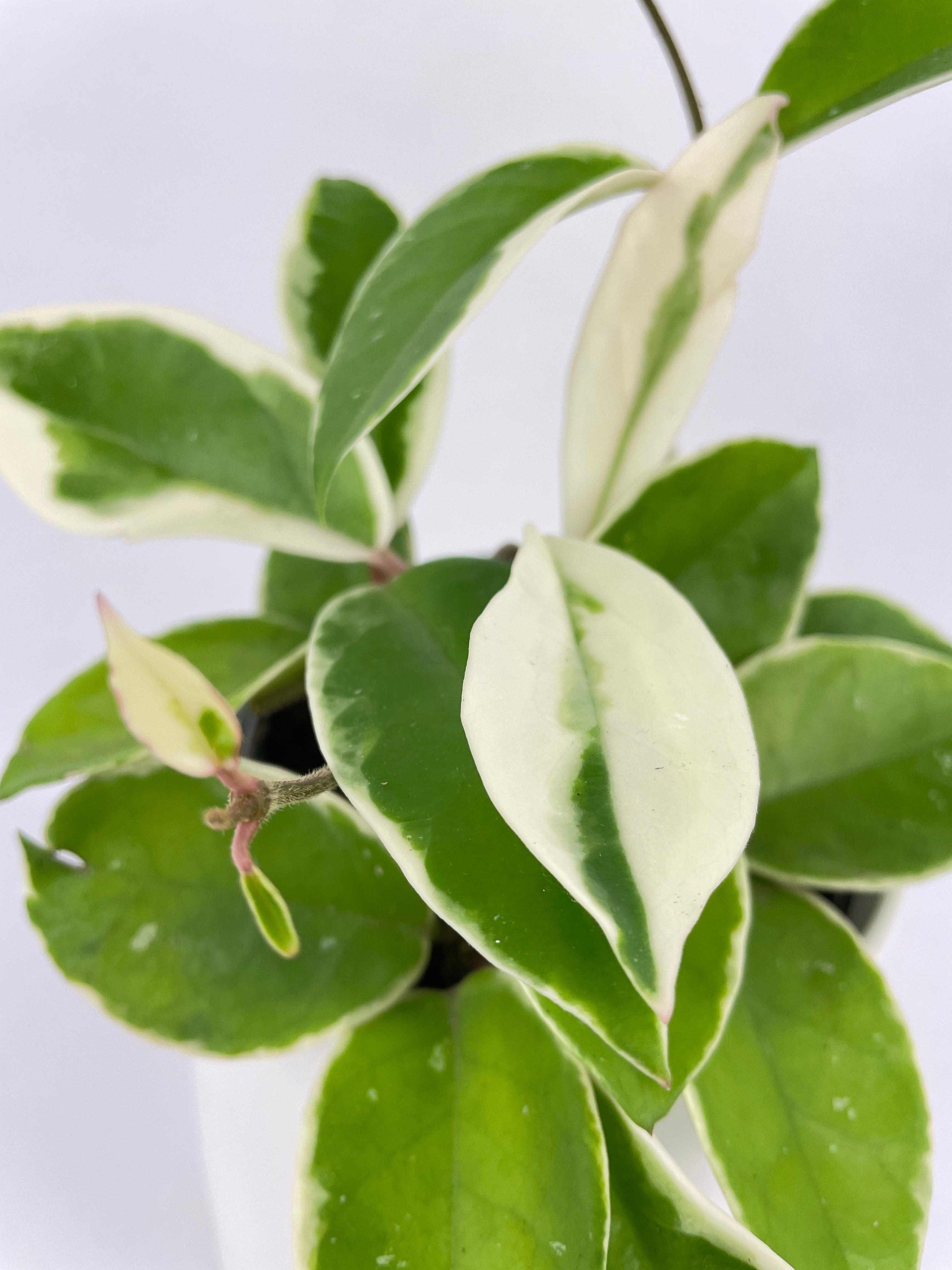 Variegated Hoya Carnosa Krimson Queen - Bumble Plants