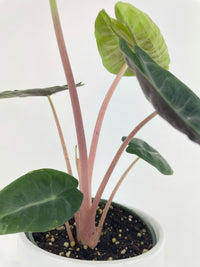 Alocasia Pink Dragon - Bumble Plants