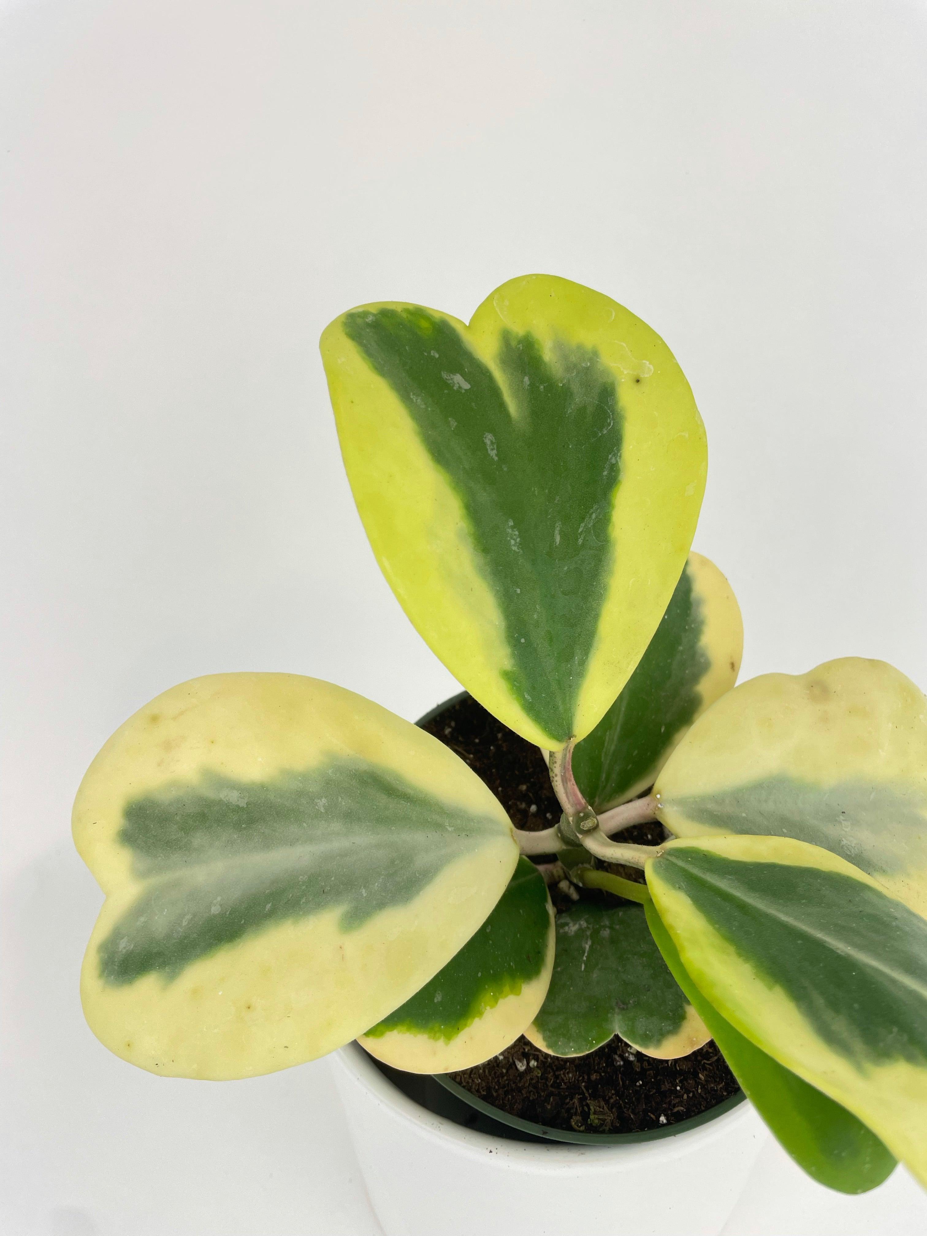 Variegated Sweetheart Hoya Kerrii Albo - Bumble Plants