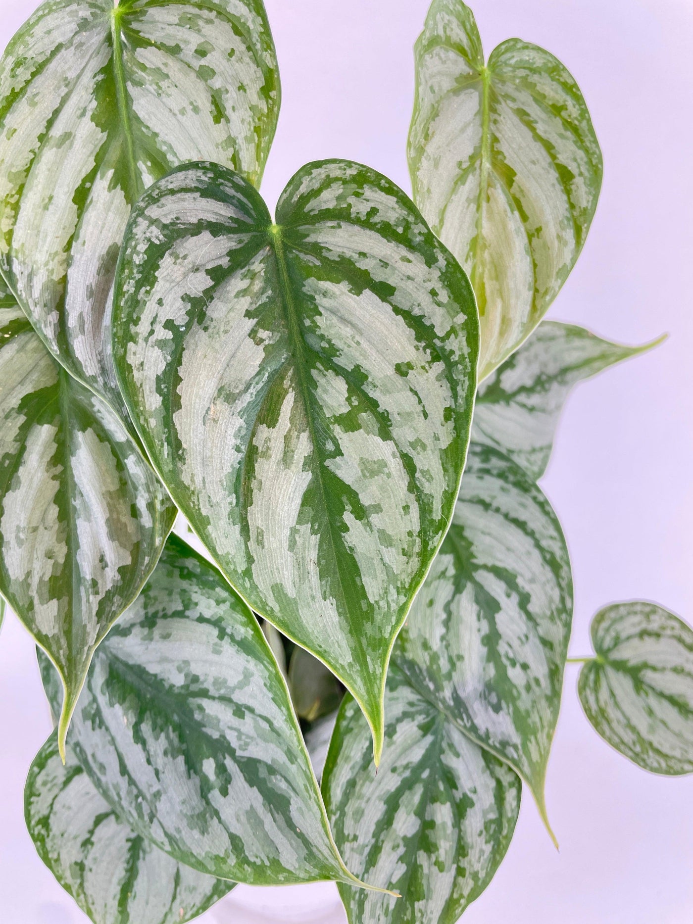 Philodendron Brandtianum Silver Leaf - Bumble Plants