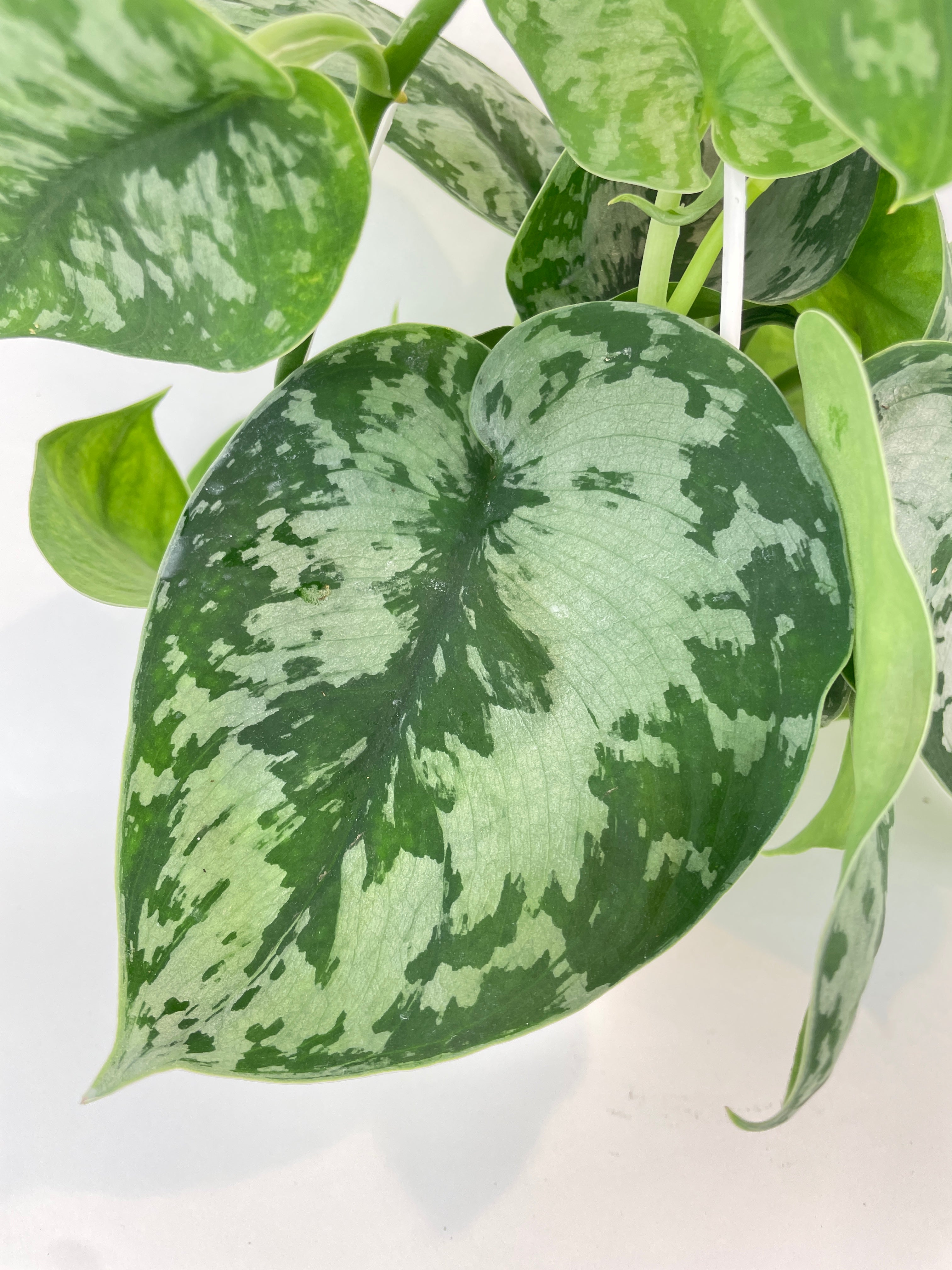 Scindapsus Pictus 'Exotica' Pothos - Bumble Plants