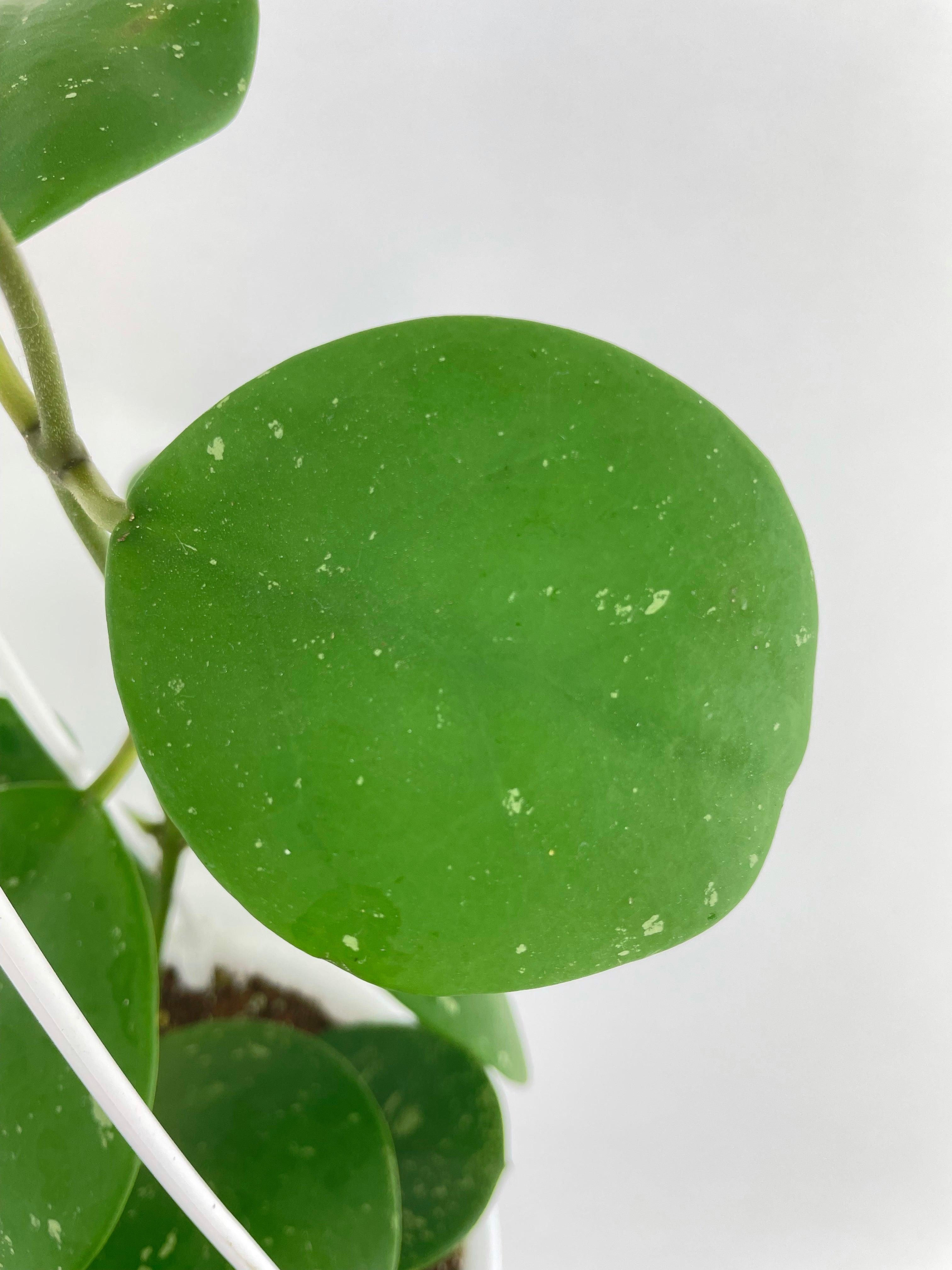 Hoya Obovata Splash - Bumble Plants