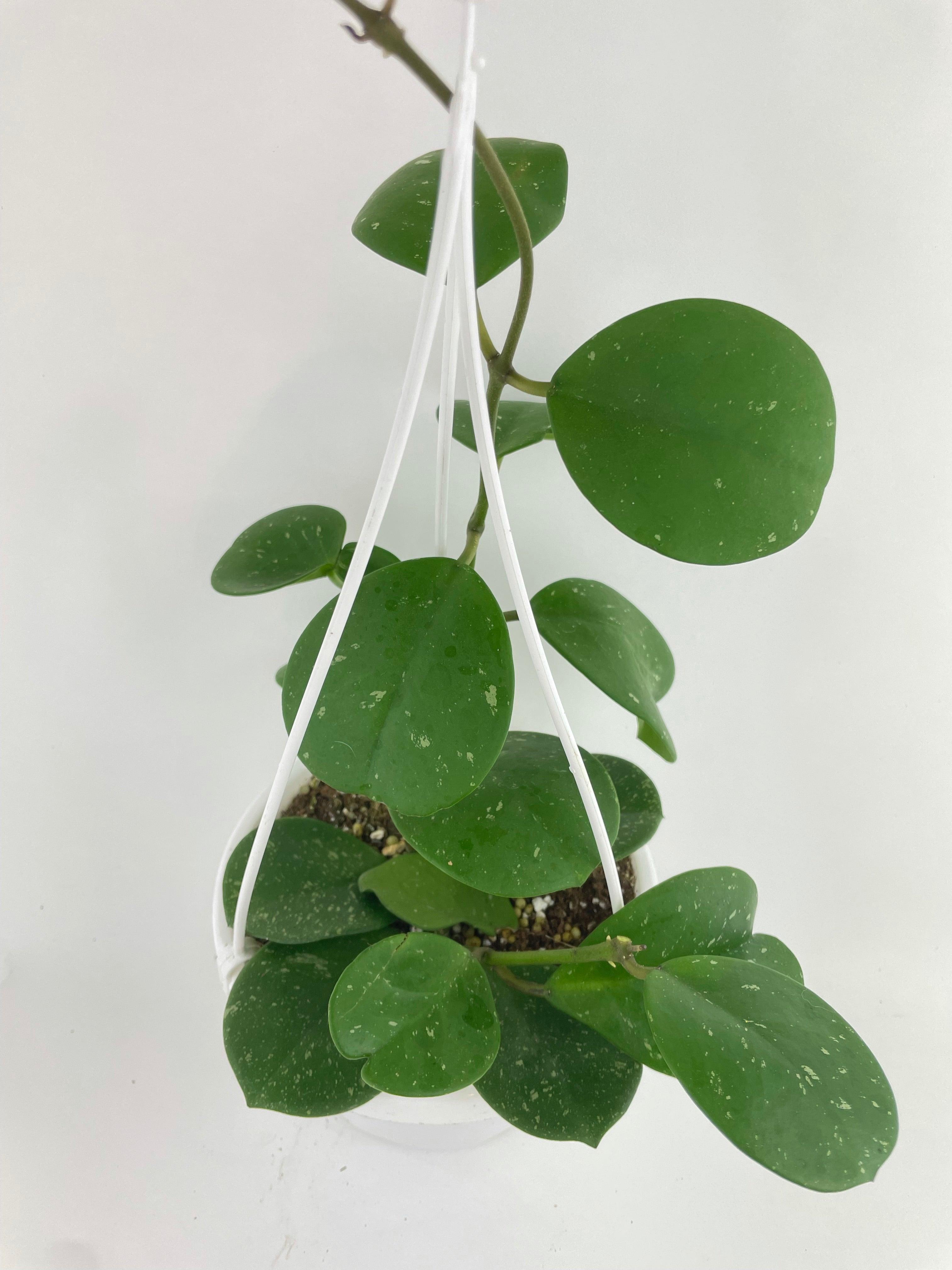 Hoya Obovata Splash - Bumble Plants