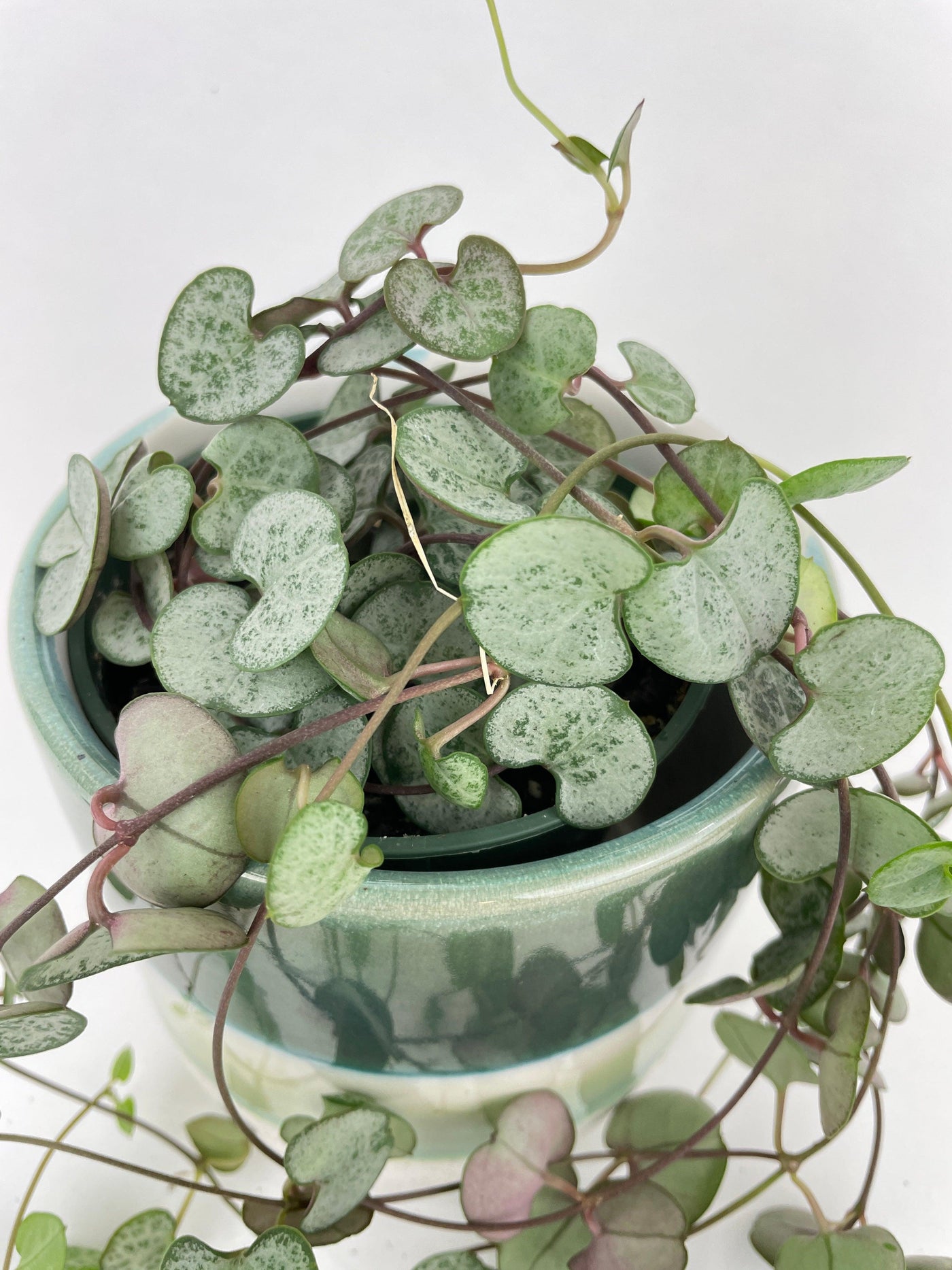 Silver Glory String of Hearts - Bumble Plants