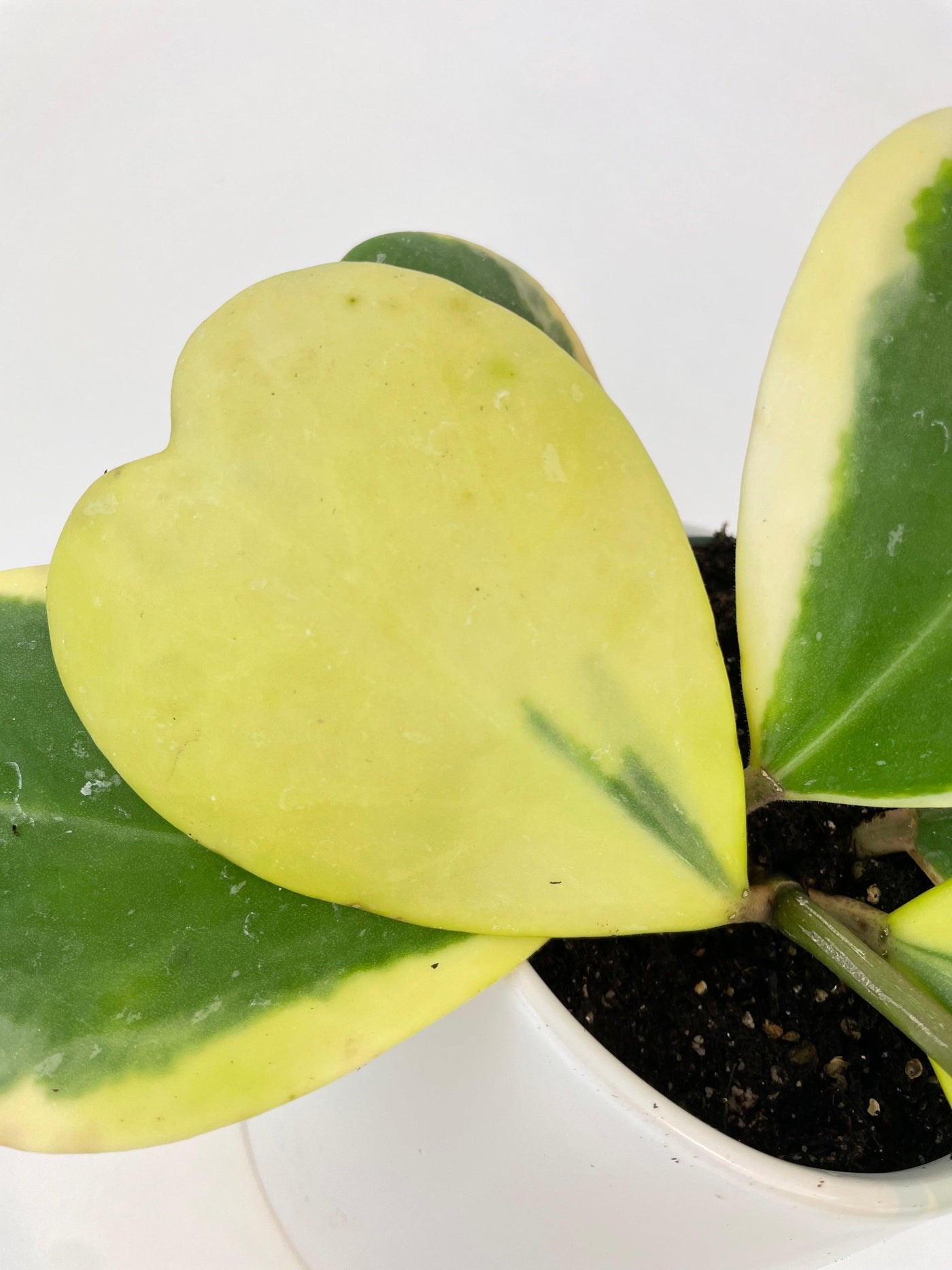 Variegated Sweetheart Hoya Kerrii Albo - Bumble Plants