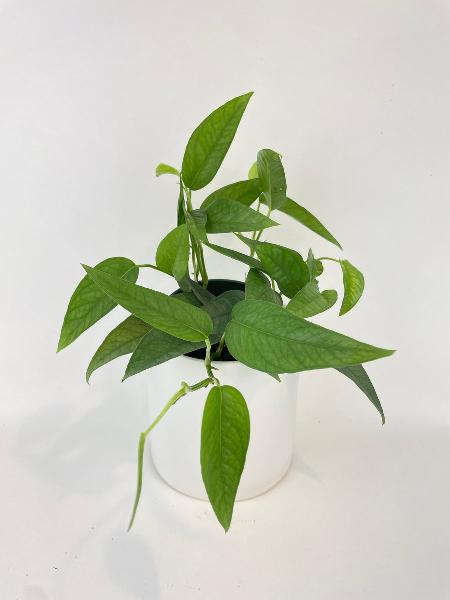 Epipremnum Pinnatum ‘Cebu Blue’ Pothos – Bumble Plants