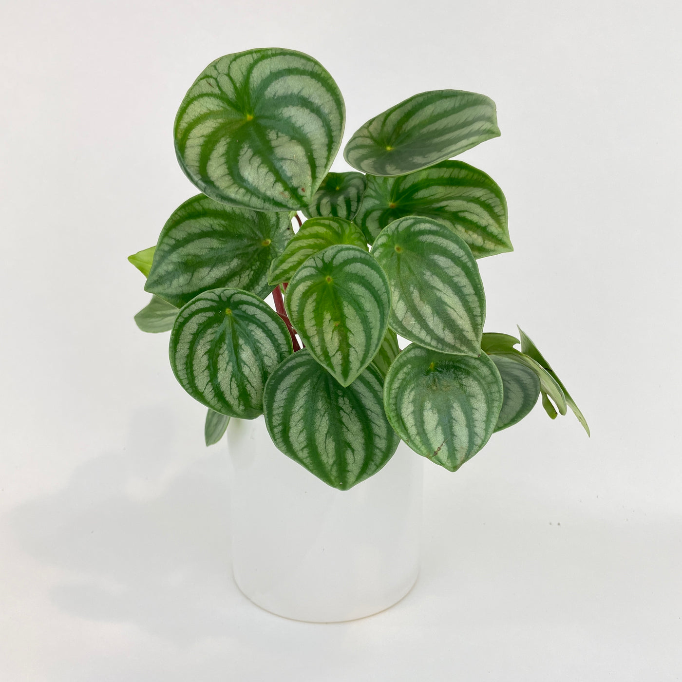 Watermelon Peperomia Argyreia - Bumble Plants