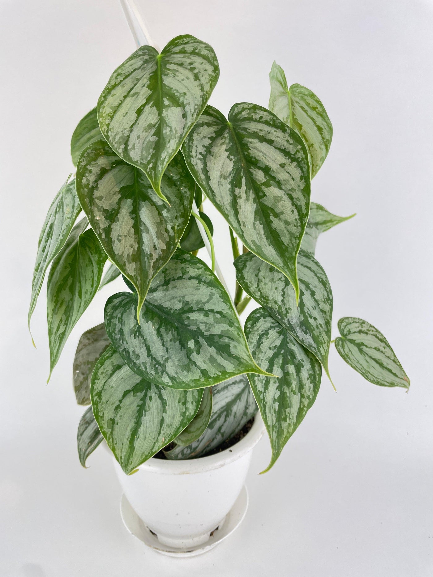 Philodendron Brandtianum Silver Leaf - Bumble Plants