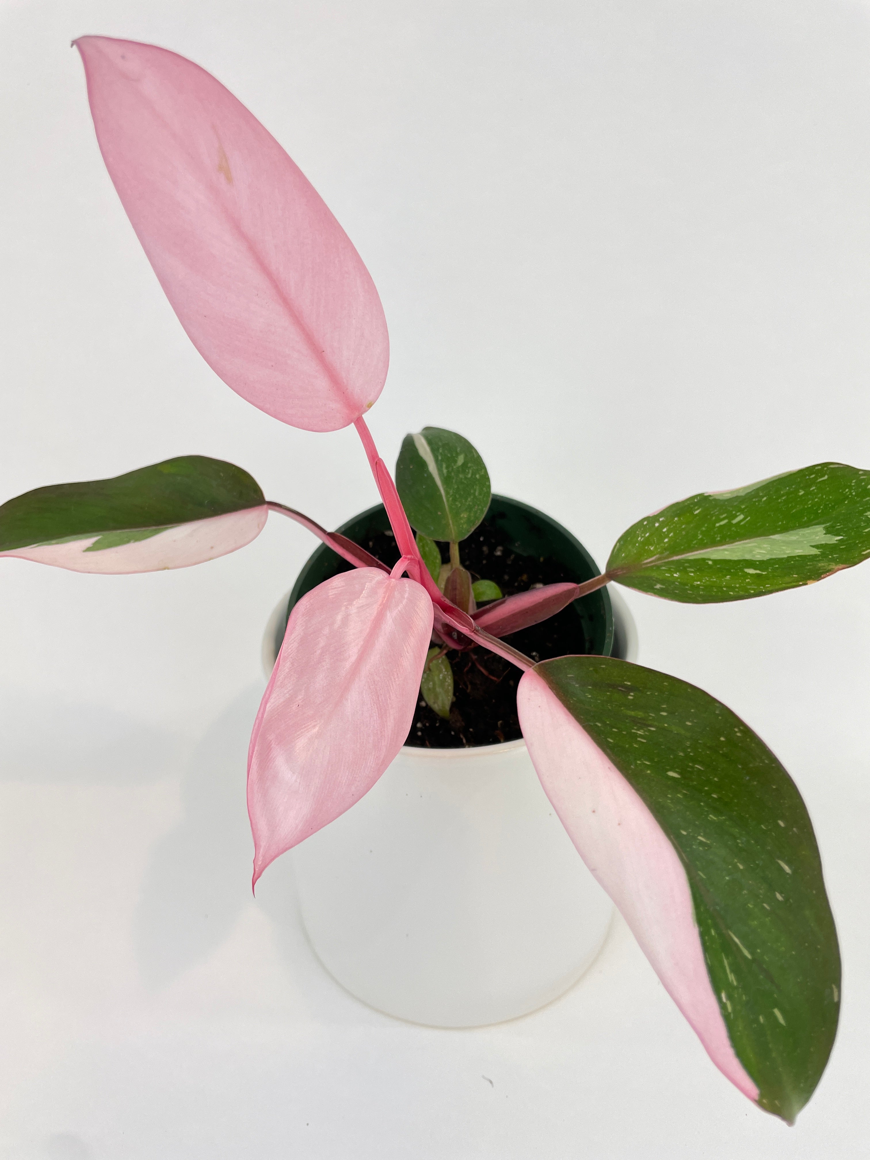 Philodendron Pink Princess - Bumble Plants