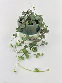 Silver Glory String of Hearts - Bumble Plants