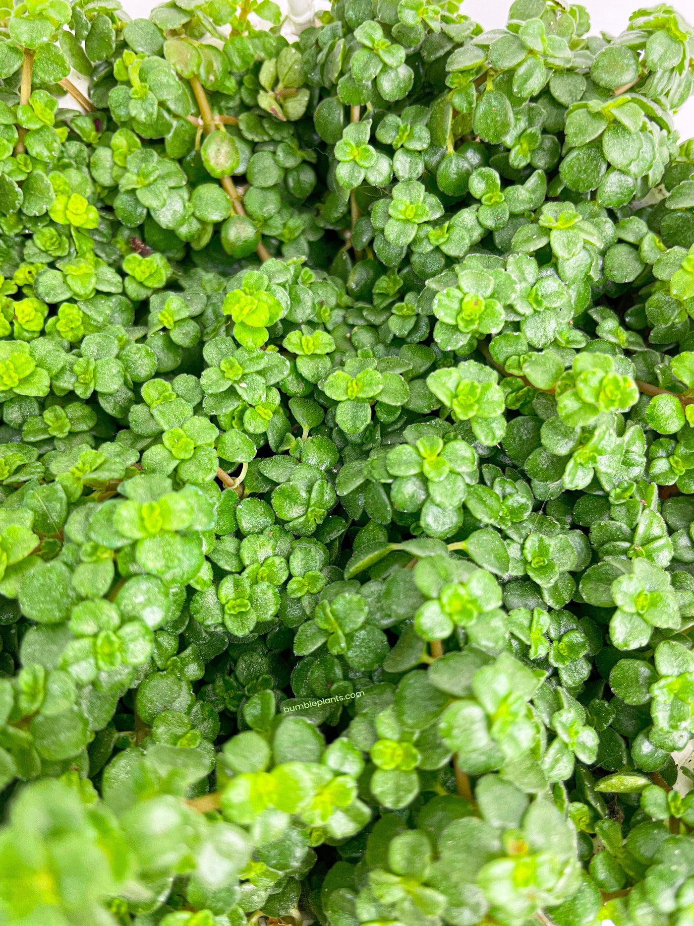 Pilea Depressa 'Baby Tears' - Bumble Plants