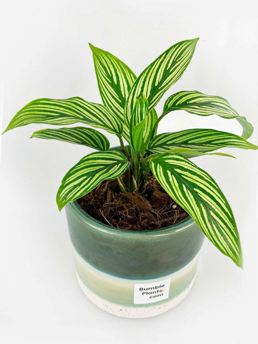 Calathea Vittata plant in a decorative ceramic pot with striking green and white striped leaves. Perfect low-light houseplant with pet-friendly care.